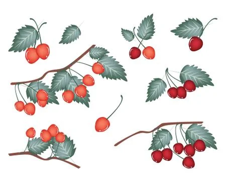 Set of Red Cherries on White Background Stock Illustration