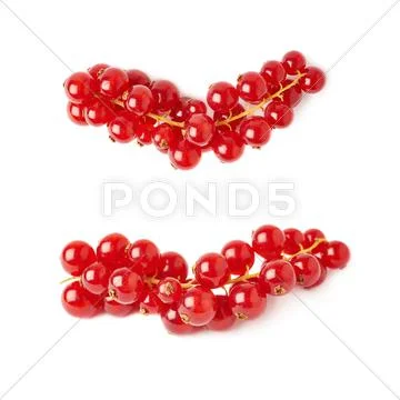 Set of Red Currant isolated over white background Stock Photos