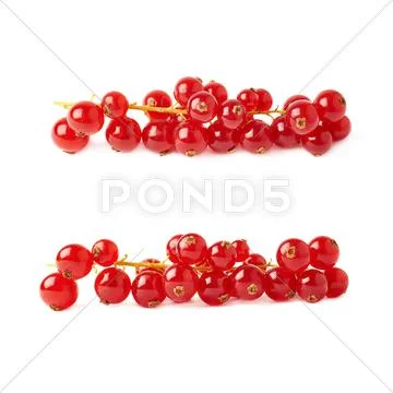 Set of Red Currant isolated over white background Stock Photos