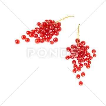 Set of Red Currant isolated over white background Stock Photos