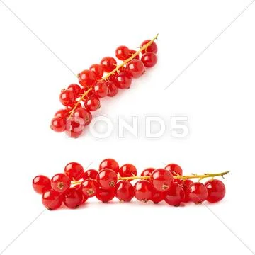 Set of Red Currant isolated over white background Stock Photos