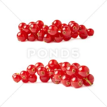 Set of Red Currant isolated over white background Stock Photos