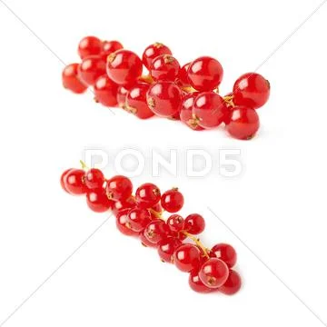 Set of Red Currant isolated over white background Stock Photos