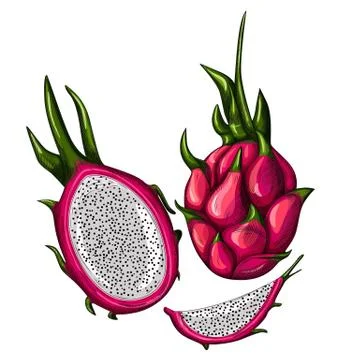 Set of red dragon fruit isolated on white background. Whole, half and slice. Stock Illustration