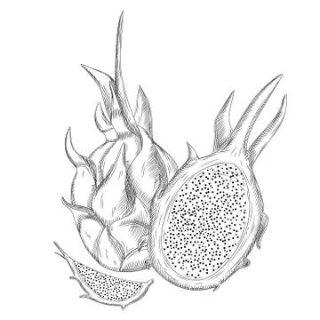 Set of red dragon fruit isolated on white background. Whole, half and slice. Stock Illustration