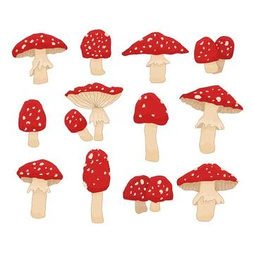 Set of red flat white fly agaric vibrant forest mushroom associated with Stock Illustration