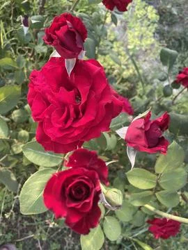 A set of red flowers. Fotos de archivo
