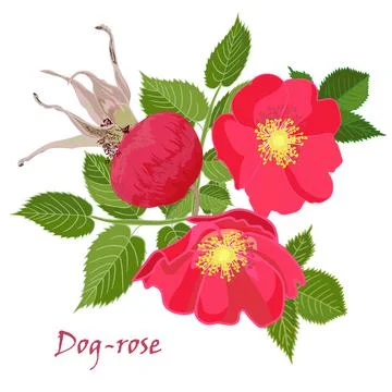Set red flowers of rose with leaves in realistic hand-drawn Stock Illustration
