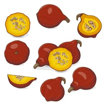 Set of Red Kuri squash. Clip art. Stock Illustration