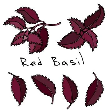 Set of Red or Purple Basil Herb Branch and Leaves . Realistic Hand Drawn Doodle Stock Illustration