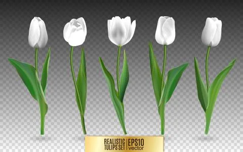 Set of red realistic vector tulip flowers. Elements floral decor for a greeting 스톡 일러스트