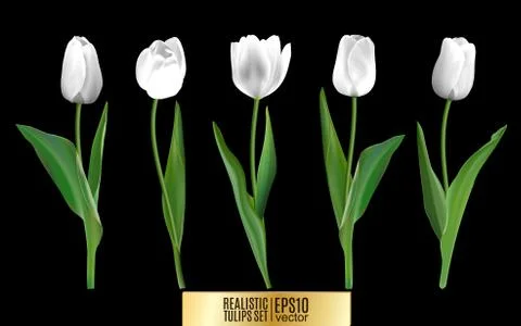 Set of red realistic vector tulip flowers. Elements floral decor for a greeting Stock Illustration