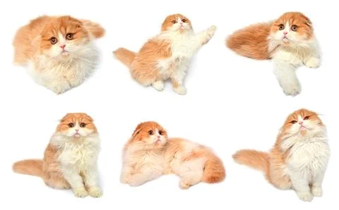 Set red scottish cat isolated on white background. Little kitten playing an.. Stock Photos