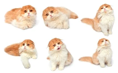 Set red scottish cat isolated on white background. Little kitten playing an.. Stock Photos