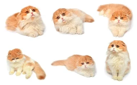 Set red scottish cat isolated on white background. Little kitten playing an.. Stock Photos