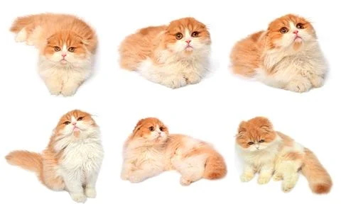 Set red scottish cat isolated on white background. Little kitten playing an.. Stock Photos
