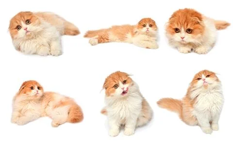 Set red scottish cat isolated on white background. Little kitten playing an.. Stock Photos