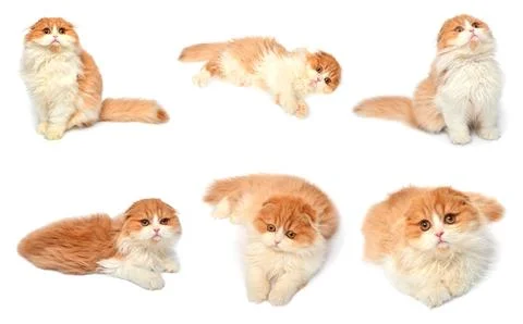 Set red scottish cat isolated on white background. Little kitten playing an.. Stock Photos