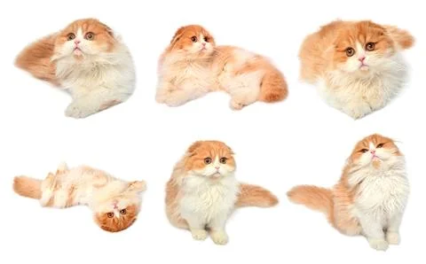 Set red scottish cat isolated on white background. Little kitten playing an.. Stock Photos