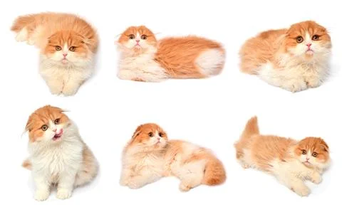 Set red scottish cat isolated on white background. Little kitten playing an.. Stock Photos