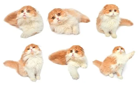 Set red scottish cat isolated on white background. Little kitten playing an.. Stock Photos