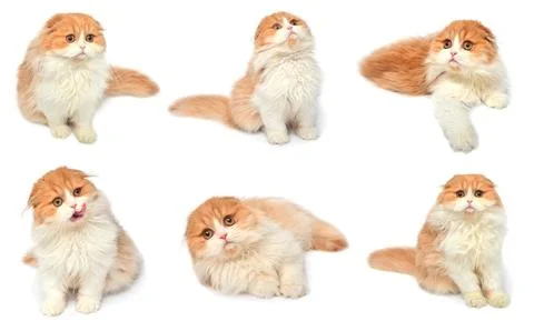 Set red scottish cat isolated on white background. Little kitten playing an.. Stock Photos