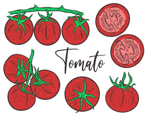 Set red tomatoes hand engraved Stock Illustration