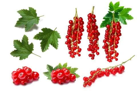 Set of Redcurrant berries with leaves, paths Stock Photos