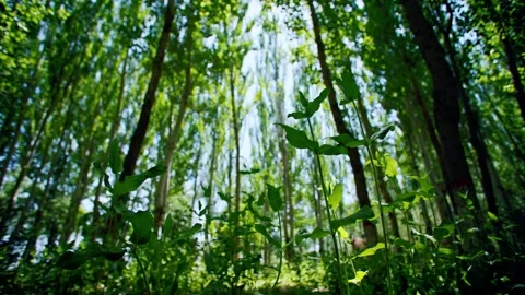 A set of rest time in the park woods in summer. Vídeo Stock 293285994