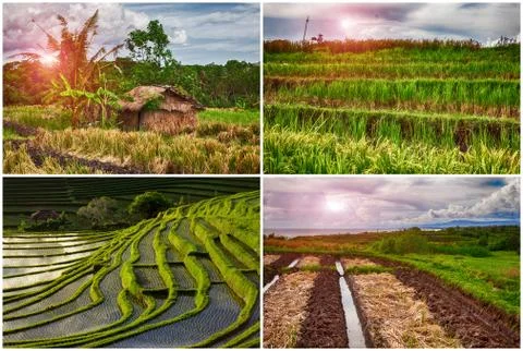 Set Rice Terraces Stock Photos