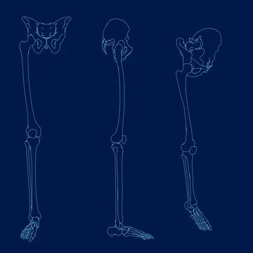 Set Right leg bones contour. Front, side, isometric view. Vector illustration Stock Illustration