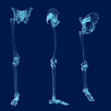 Set Right leg bones wireframe. Front, side, isometric view. Vector illustration Stock Illustration