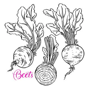 Set of ripe beets Illustrazione stock