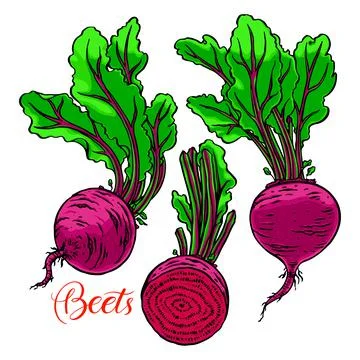 Set of ripe beets 스톡 일러스트