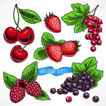 Set with ripe berries Stock Illustration