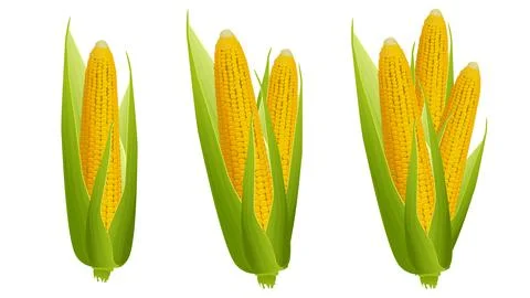 Set of ripe corn cobs with golden grains and green leaves isolated on white Stock Illustration