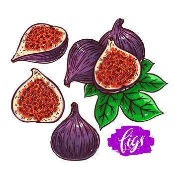 Set of ripe figs Stock Illustration