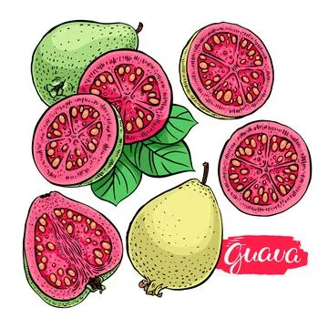 Set of ripe guava Stock Illustration