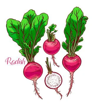 Set of ripe radish Stock-Illustration