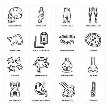 Set of Rod Cell, Bronchioles, DNA Sequence, Human Nostril, Platelets, Eyebrow Free Stock Illustration