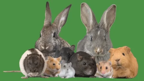 Set of rodents on a green screen | Stock Video | Pond5