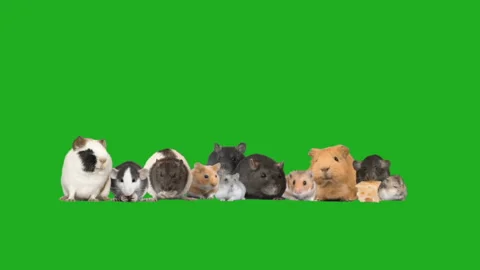 Set of rodents on a green screen Stock Footage 126964581
