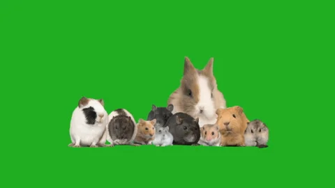 Set of rodents on a green screen Stock-Footage 126964637