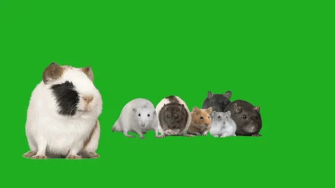 Set of rodents on a green screen Video stock 126964661