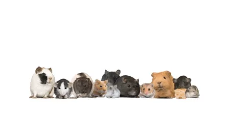 Set of rodents on a white background Stock-Footage 126964579