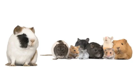 Set of rodents on a white background Video stock 126964618