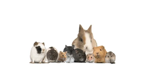 Set of rodents on a white background Stock Footage 126964639
