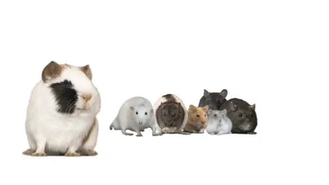 Set of rodents on a white background Stock-Footage 126964657