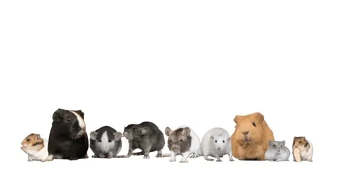 Set of rodents on a white background Stock Footage 237697584