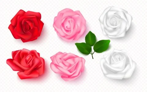 Set of rose buds on a transparent background. 3D flowers for cards, banners,  Stock Illustration